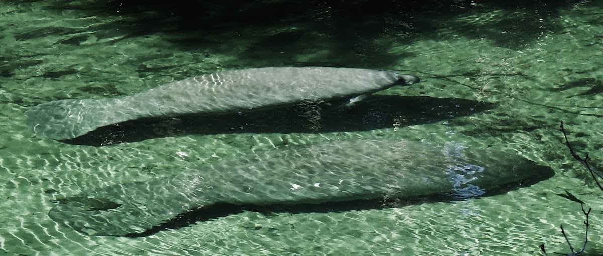 Manatees