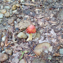 Fly Agaric