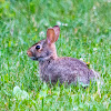 Eastern cottontail rabbit