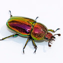 Female Golden Stag Beetle