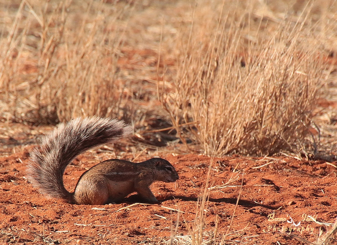 South African Ground Squirrel