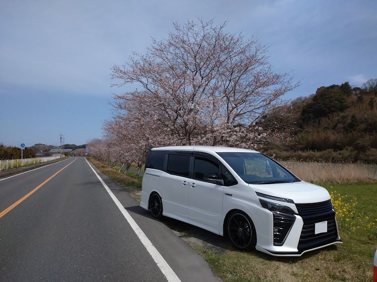 ヴォクシーの桜と愛車・ヤギ・単線ローカルに関するカスタム事例の投稿画像1枚目