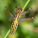 Blue-Tailed Yellow Skimmer