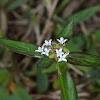 Woodland False Buttonweed