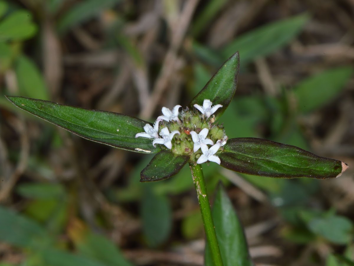 Woodland False Buttonweed