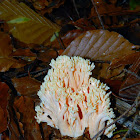 Pink -tipped- coral fungus
