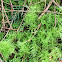 Oregon beaked moss