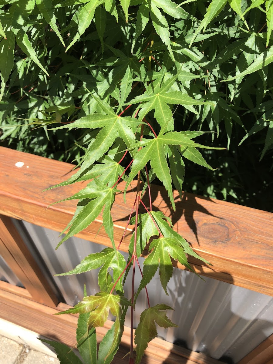 Japanese Maple