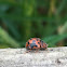 24 spot ladybird