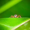 Scorpion Mimic Jumping Spider