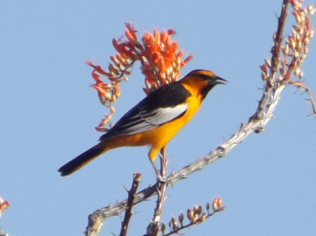 Bullock's Oriole - Male