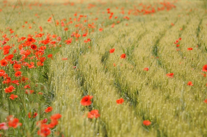 Da.. La ginestra, o fiore del deserto. di Paolo Zanoni