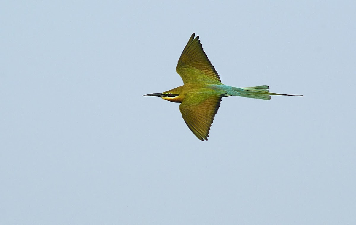 Blue-tailed bee-eater