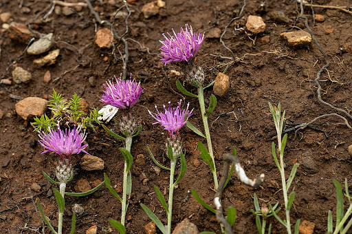 Centaurea gallaecica