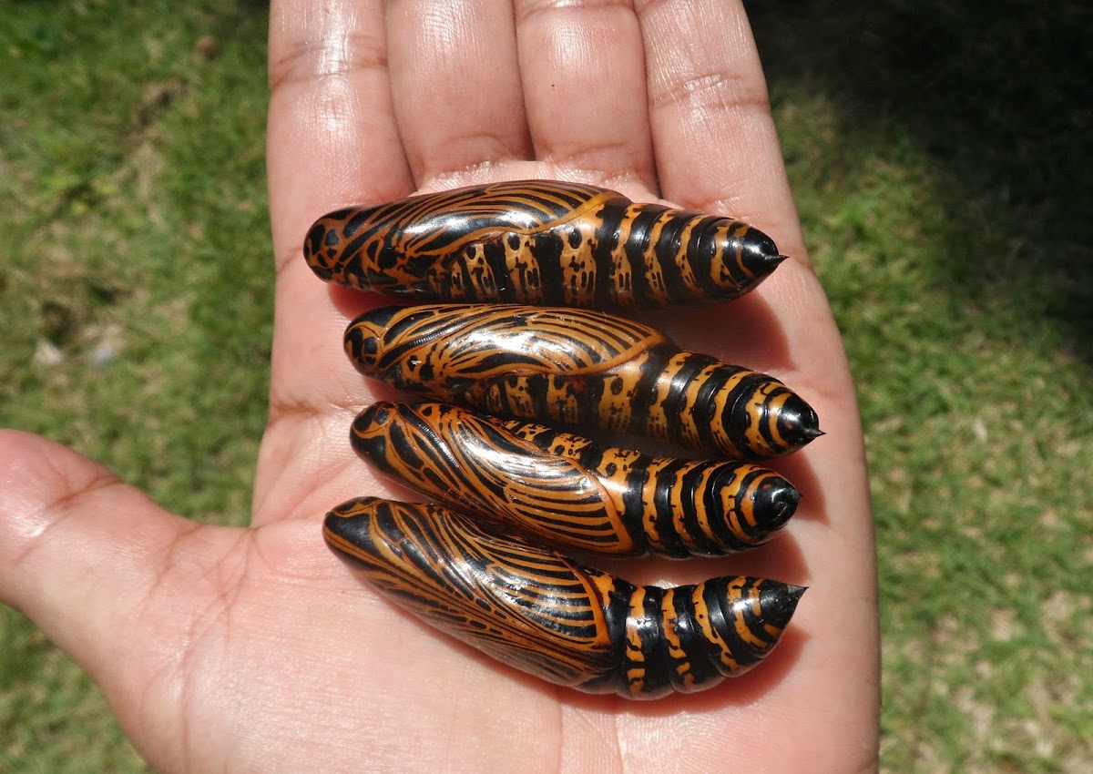 Sphinx moth pupae