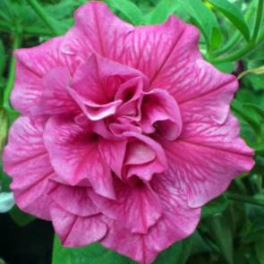 Image result for petunia sweet sunshine hot pink