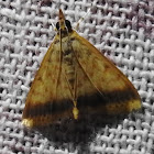 Pyrausta moth