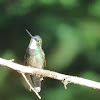 White-Throated Mountain Gem