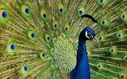 PURPLE PEACOCK Theme Preview 1