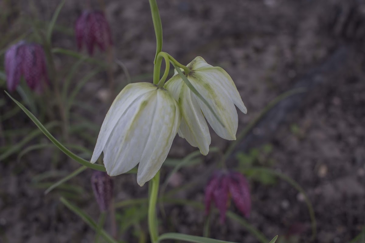 fritillarias