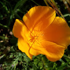 California Poppy