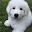 Great Pyrenees Themes & New Tab