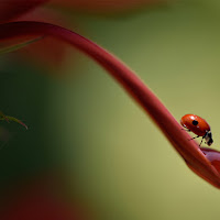 Ladybug is thirsty di 