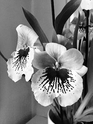 Orchidee di  Antonella Giuliani 