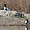 Shelduck; Tarro Blanco