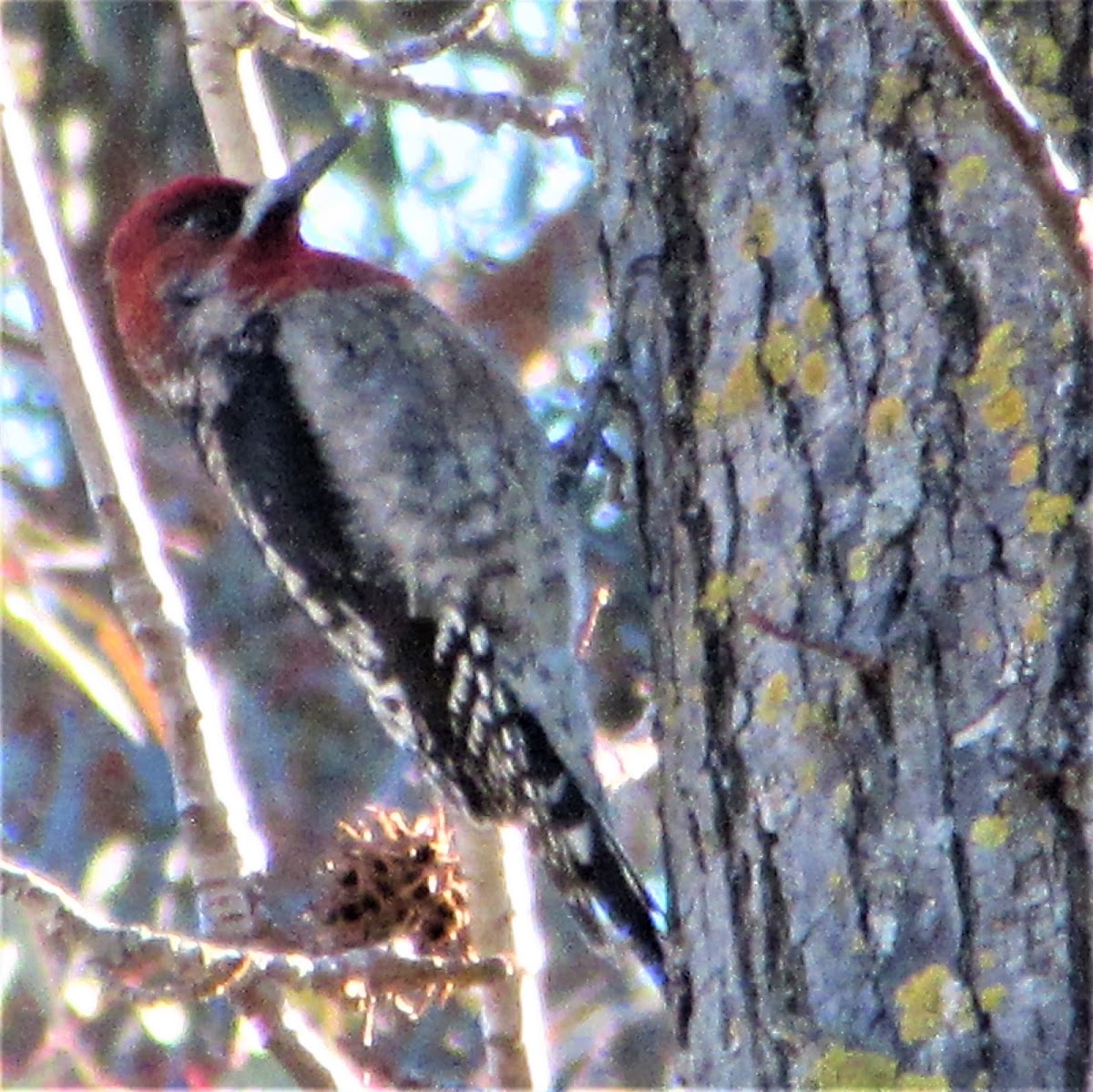 Red Breasted Sap Sucker