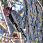 Red Breasted Sap Sucker