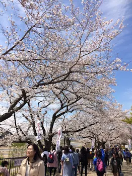 桜の散るころに④