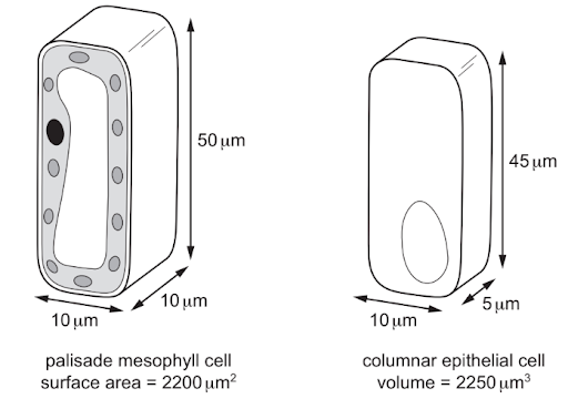 Structure and function of chloroplasts