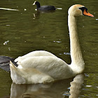 Mute swan