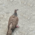 Spotted Dove.