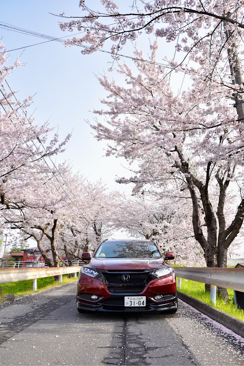 ヴェゼルのサクラと愛車・桜コラボ・写活・ドライブに関するカスタム事例の投稿画像1枚目