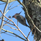 Red-bellied Woodpecker