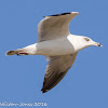 Ring-billed Gull; Gaviota de Delaware