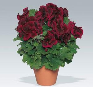 Image result for geranium regal aristo black