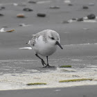 Sanderling