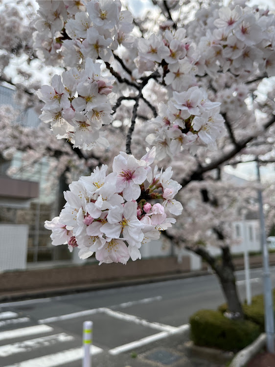 の投稿画像4枚目