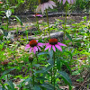 Purple Coneflower