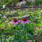 Purple Coneflower