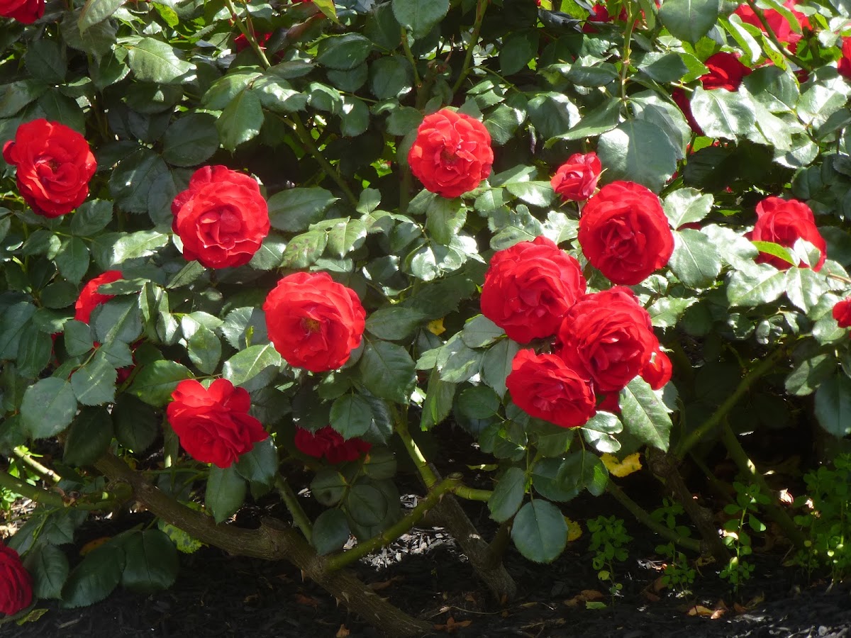 Tea Hybrid Roses