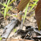 Ornate Bella Moth