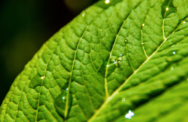 Semplicemente verde... di Nicola Rossignoli photo2017