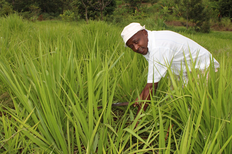 Manyeki Kamau, a bracharia grass farmer in his farm in Kongu-ini, Murang'a East subcounty, Murang'a county.