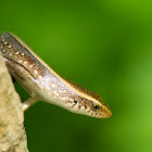 Skink