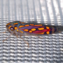 Rainbow Leaf Hopper