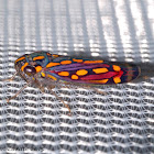 Rainbow Leaf Hopper